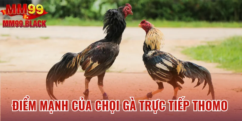 Điểm mạnh của chọi gà trực tiếp Thomo